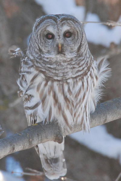 Sue_Lund_Photography_Barred_Owl